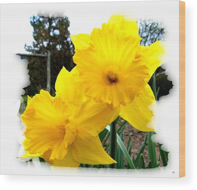 Photo Design Wood Print featuring the photograph Bordered Daffodils by Will Borden