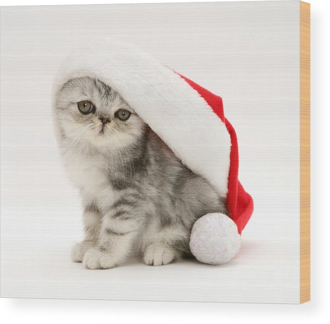 Animal Wood Print featuring the photograph Christmas Kitten by Jane Burton