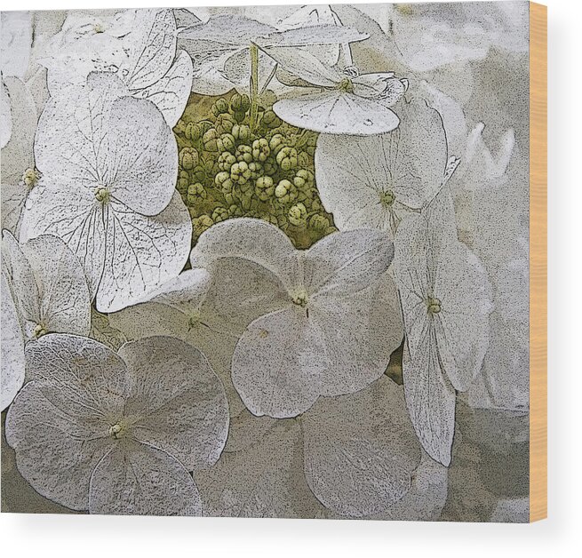 Flowers Wood Print featuring the photograph Hydrangea by Michael Friedman