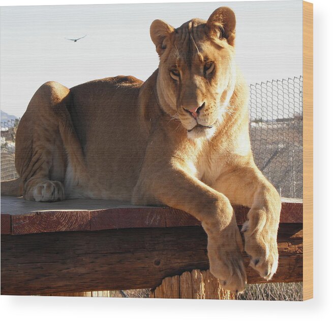 Lion Wood Print featuring the photograph Kumba the Lion by Kim Galluzzo Wozniak