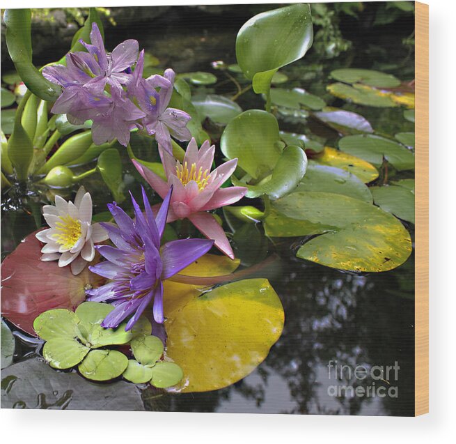 Waterlilies Wood Print featuring the photograph Lilies No. 7 by Anne Klar