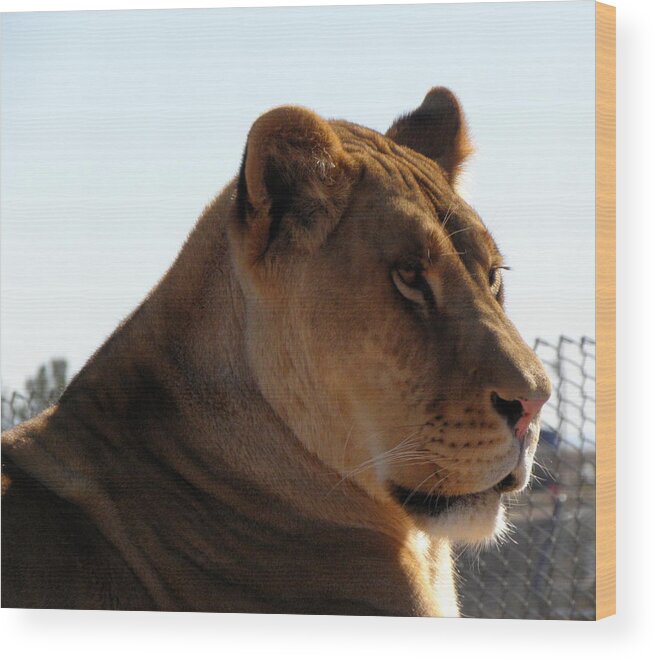 Lion Wood Print featuring the photograph Lion by Kim Galluzzo