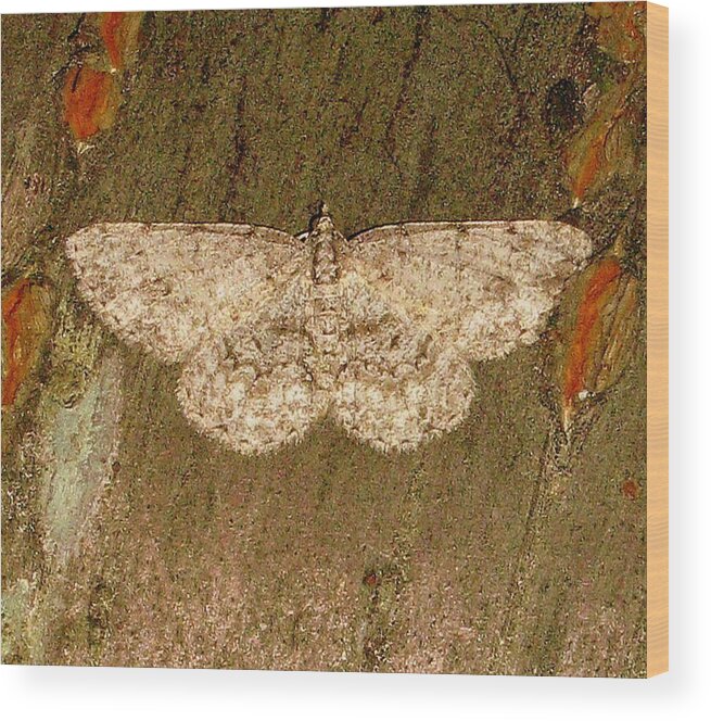 Moth Wood Print featuring the photograph Moth by Bruce Carpenter