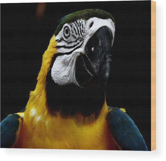 Parrot Wood Print featuring the photograph Mr Polly by Kim Galluzzo Wozniak