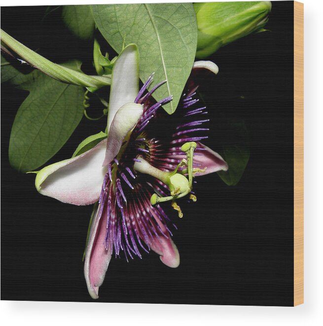 Purple Wood Print featuring the photograph Passion At Night by Kim Galluzzo