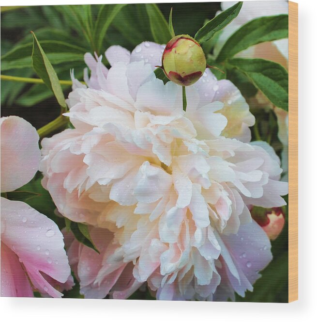 Floral Photographs Wood Print featuring the photograph Peony and her Bud by Christiane Kingsley
