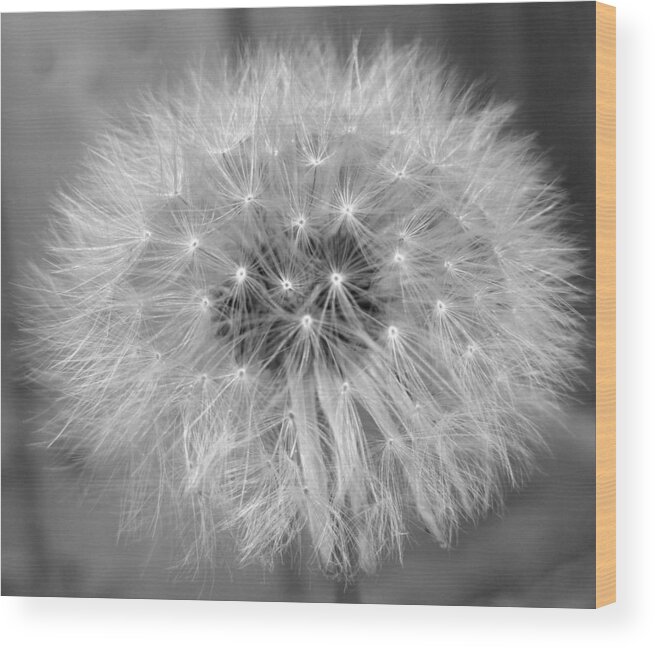 Black & White Wood Print featuring the photograph Pre-flight by Life Makes Art
