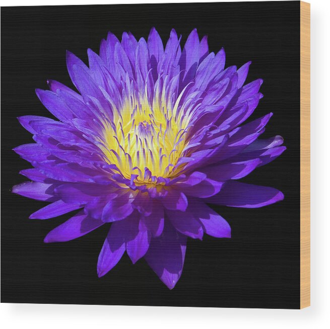 Flower Wood Print featuring the photograph Purple Water Lily by Steve Stuller