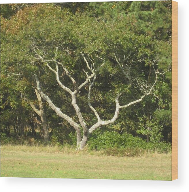 Tree Wood Print featuring the photograph The Hand Of Nature by Melissa McCrann