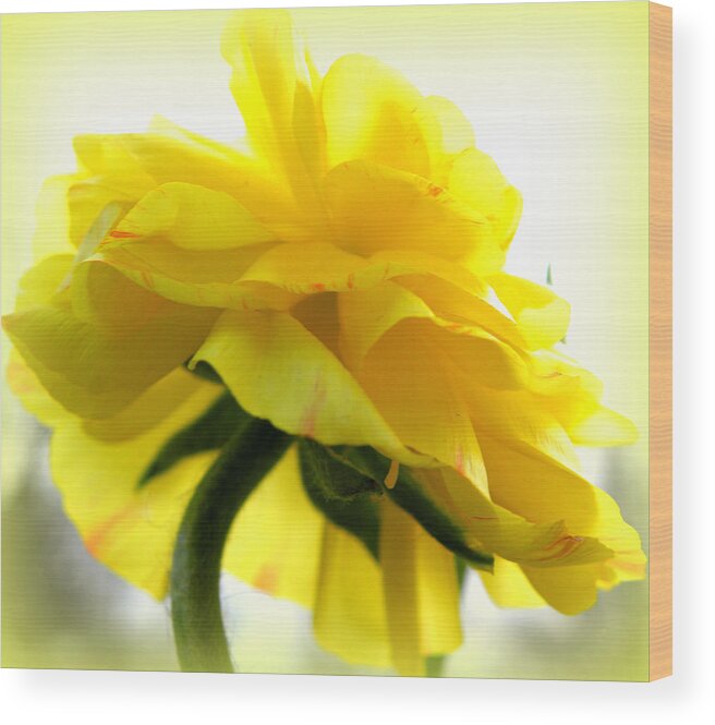 Ranunculus Wood Print featuring the photograph Yellow Glow In The Sun by Kim Galluzzo
