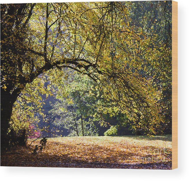 Autumn Wood Print featuring the photograph Autumn trees by Colin Rayner