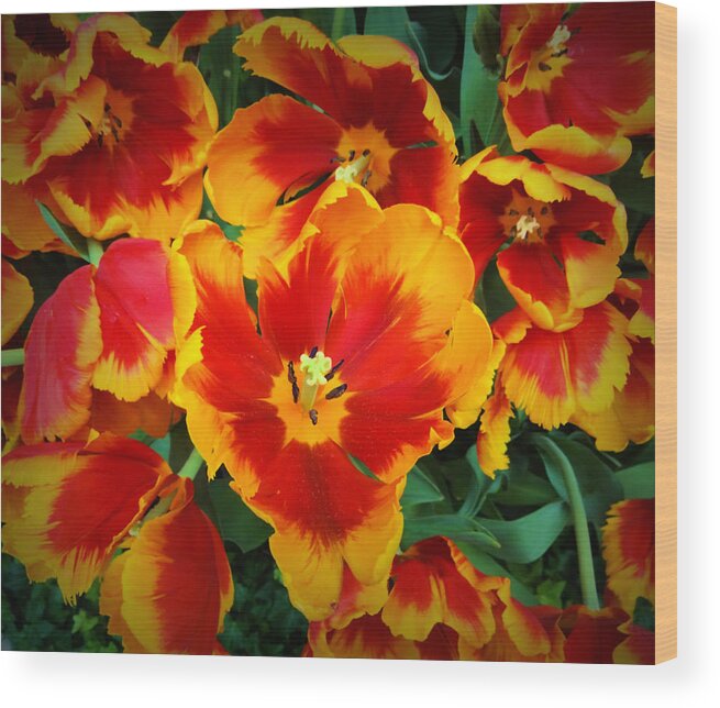 Flower Wood Print featuring the photograph Bloom #1 by Donna Spadola