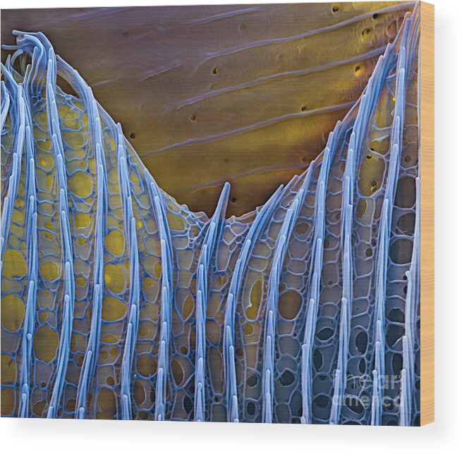 Science Wood Print featuring the photograph Butterfly Wing Scale Sem by Eye of Science