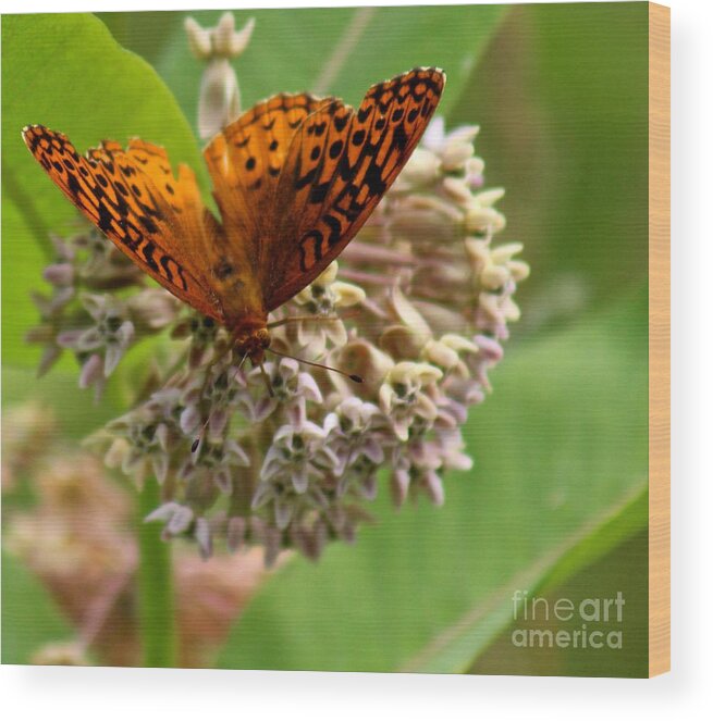 Butterfly Wood Print featuring the photograph Catching a drink #1 by Deena Withycombe