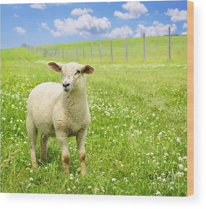 Sheep Wood Print featuring the photograph Cute young sheep 1 by Elena Elisseeva