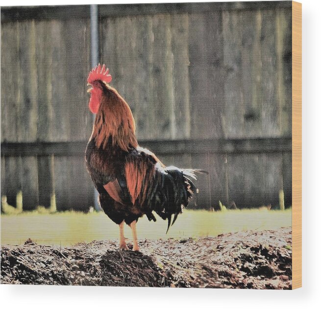 Early Morning Wood Print featuring the photograph 2017, The Year of the Rooster by John Glass