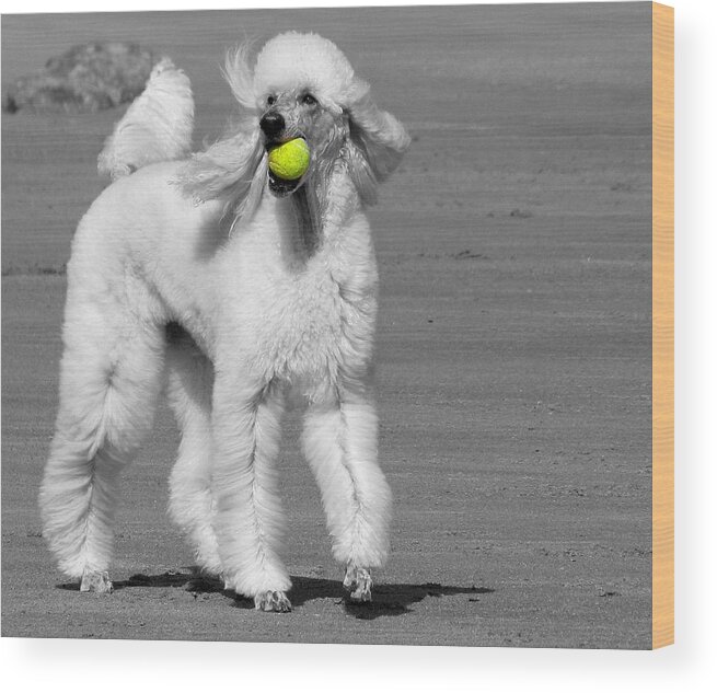 Dogs Wood Print featuring the photograph What's a Tennis Racquet? by Lori Lafargue