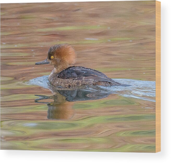 Merganser Wood Print featuring the photograph Hooded Merganser #2 by Jerry Cahill