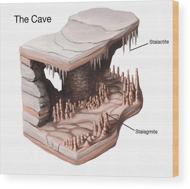 Artwork Wood Print featuring the photograph Stalactites & Stalagmites #2 by Spencer Sutton