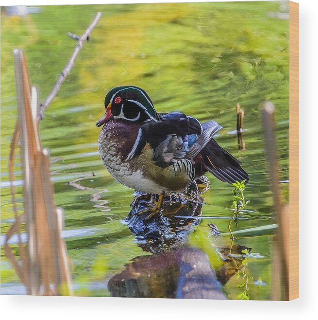 Wood Duck Wood Print featuring the photograph Wood Duck by Jerry Cahill