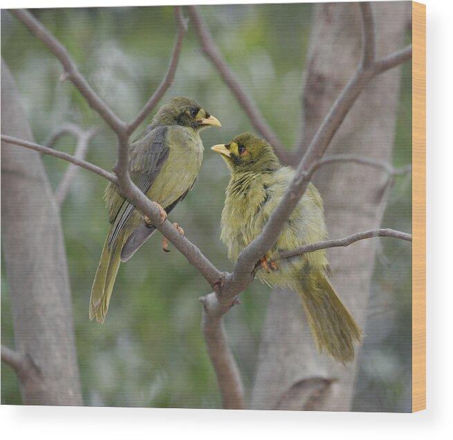 Bellbird Wood Print featuring the photograph Bellbird #59 by Masami Iida