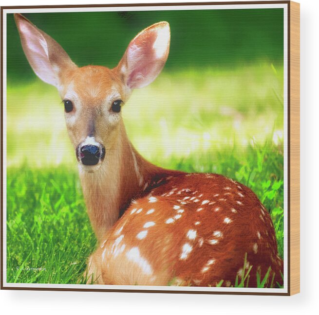 White-tailed Wood Print featuring the photograph White-tailed Deer Fawn #7 by A Macarthur Gurmankin