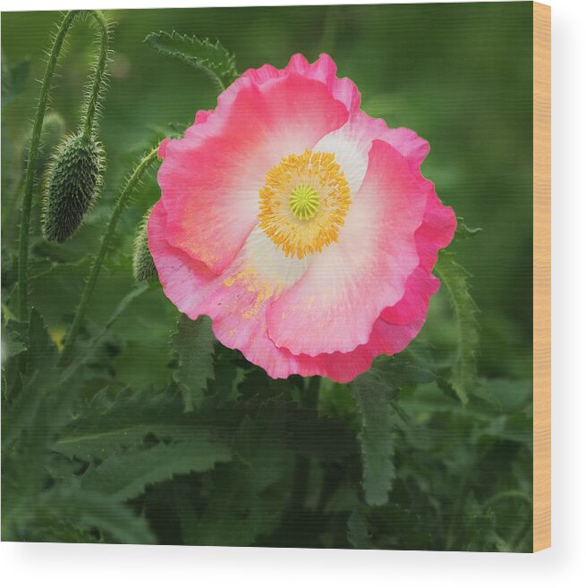 Poppy Wood Print featuring the photograph A pink poppy portrait. by Usha Peddamatham