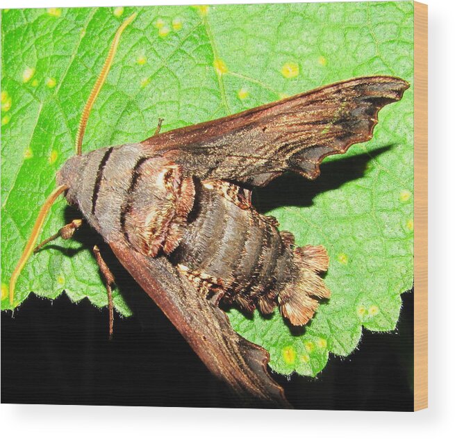 Abbotts Sphinx Wood Print featuring the photograph Abbotts Sphinx Moth by Joshua Bales