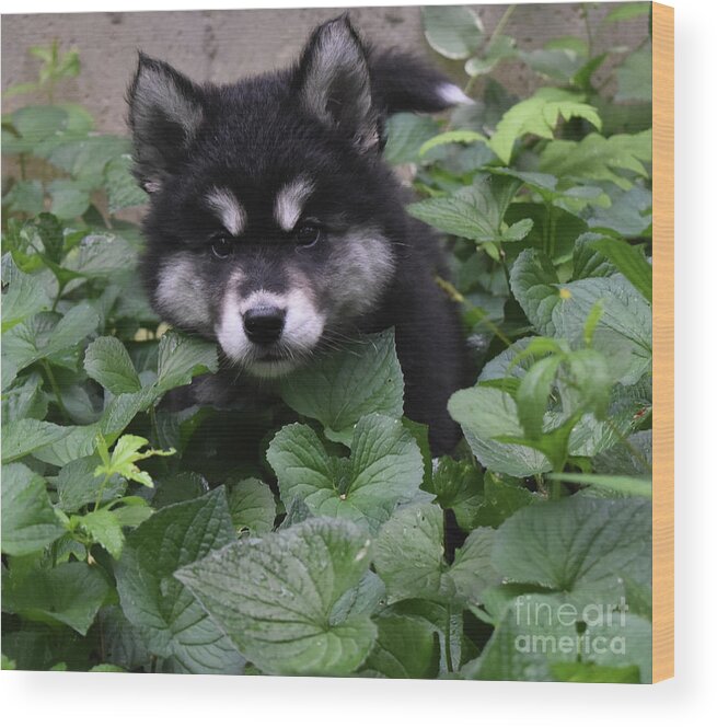 Alusky Wood Print featuring the photograph Adorable Alusky Puppy Hiding in a Garden by DejaVu Designs