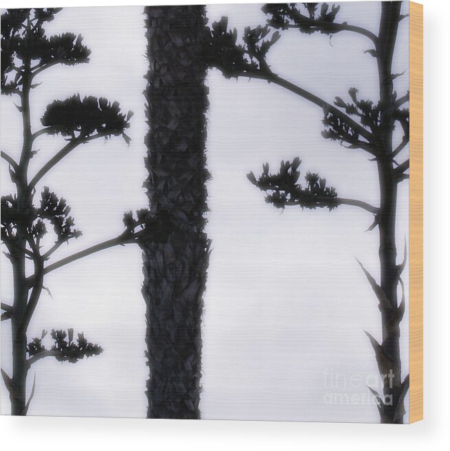 Agave Wood Print featuring the photograph Agave and Palm by Linda Shafer