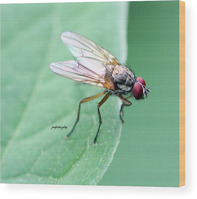 Insects Wood Print featuring the photograph All Eyes by Jennifer Robin