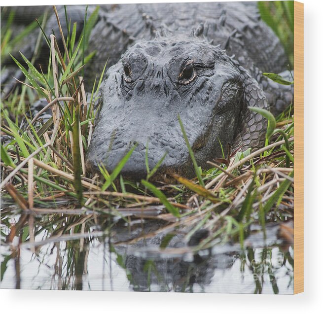 Loxahatchee Wood Print featuring the photograph Alligator closeup 0642A by Steve Somerville