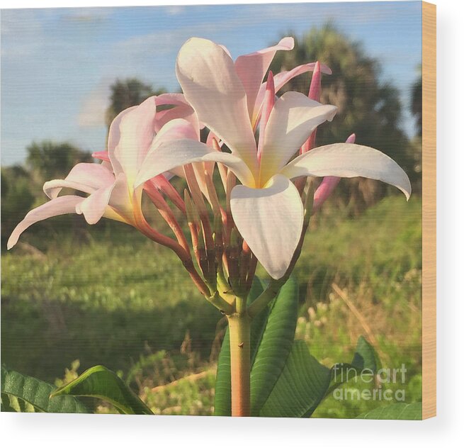 Plumeria Wood Print featuring the photograph Aloha by LeeAnn Kendall
