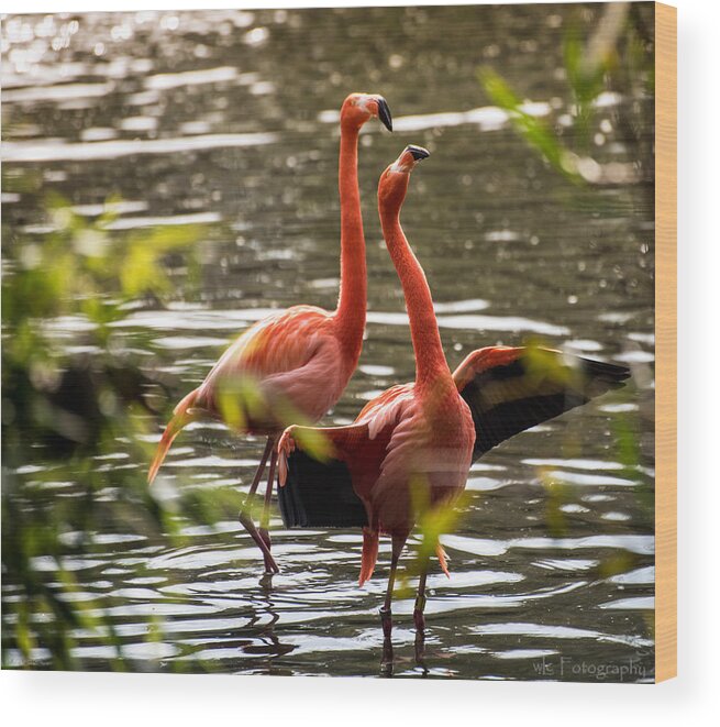 Birds Wood Print featuring the photograph American Flamingo by Wendy Carrington