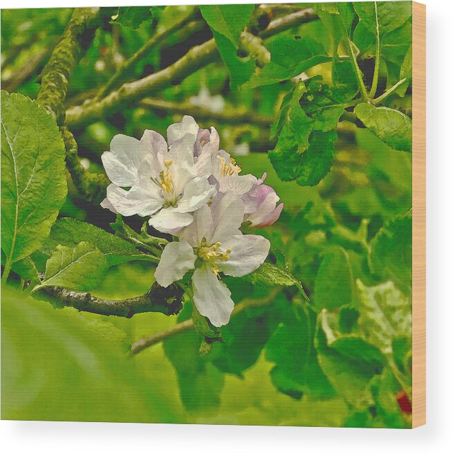 Apple Flowers Wood Print featuring the photograph Apple Flowers. by Elena Perelman