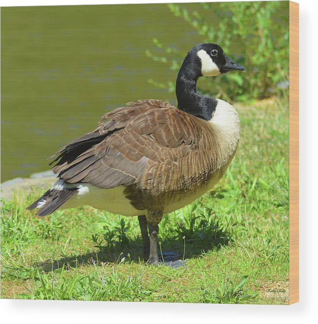 Canada Geese Wood Print featuring the photograph At a Standstill by Kathy Kelly