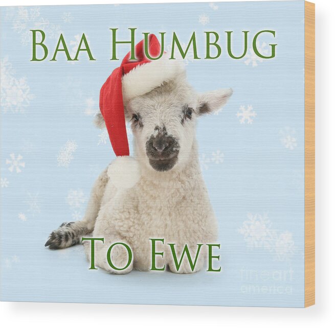 Father Christmas Wood Print featuring the photograph Baa Humbug to Ewe by Warren Photographic