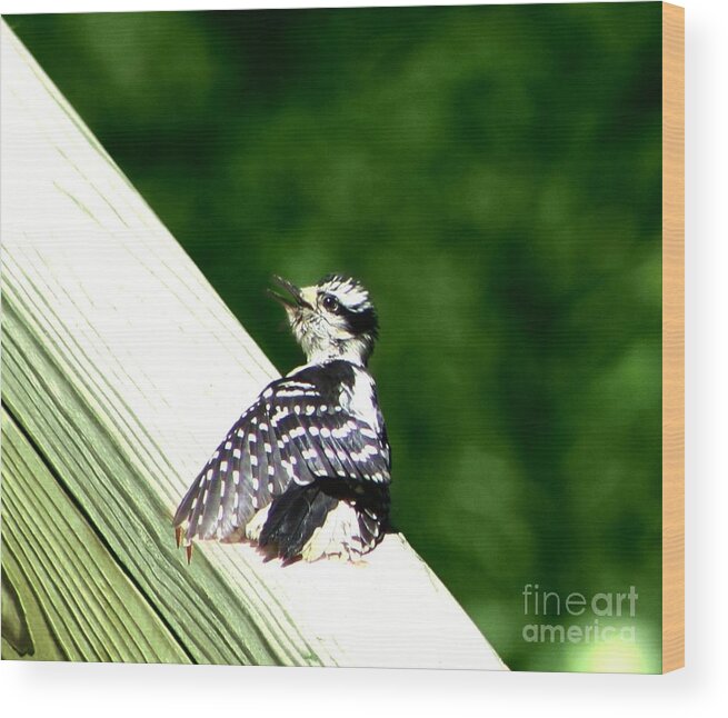 Bird Wood Print featuring the photograph Baby Woody by Barbara S Nickerson