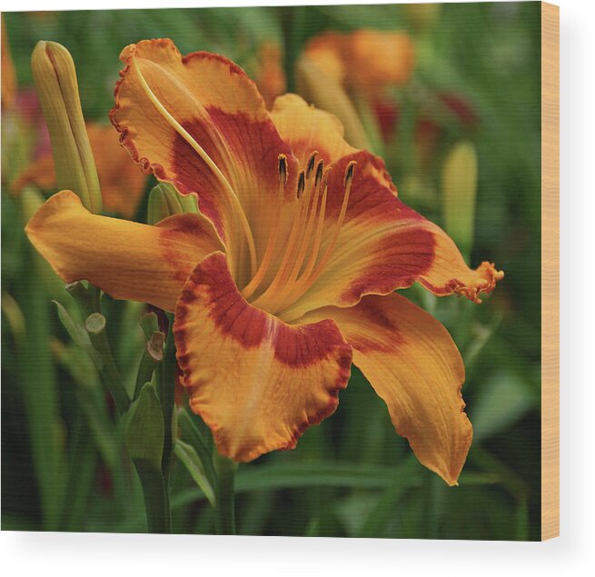 Daylilies Wood Print featuring the photograph Beautiful Daylily by Sandy Keeton