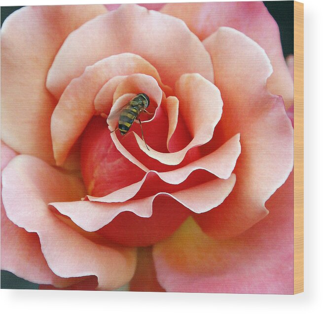 Roses Wood Print featuring the photograph Bee on Rose by Gina Fitzhugh