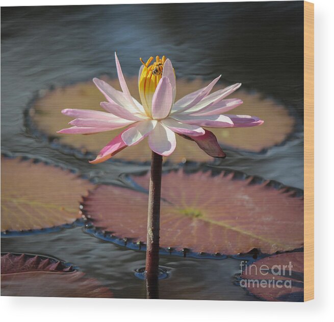 East Coast Wood Print featuring the photograph Bee On Waterlily by Liesl Walsh