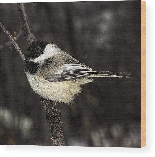 Bird Wood Print featuring the photograph Black-Capped Chickadee by Fred Denner