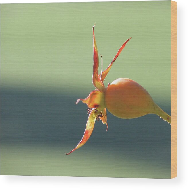 Flower Wood Print featuring the photograph Brilliant Seed Pod by David Bader