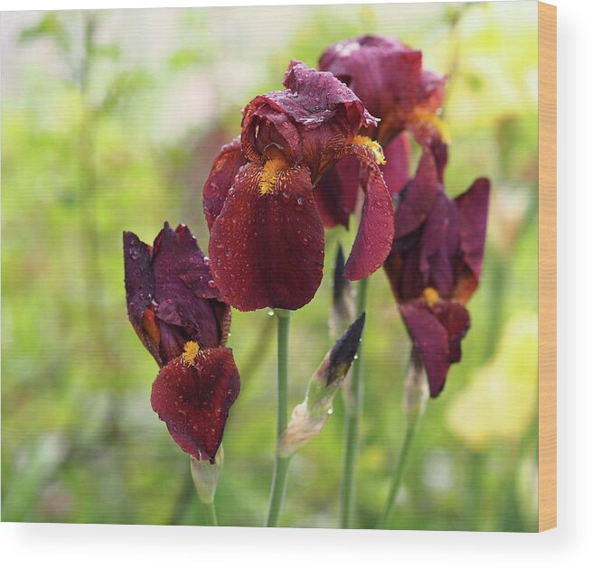 Iris Wood Print featuring the photograph Burgundy Bearded Irises in the Rain by Rona Black