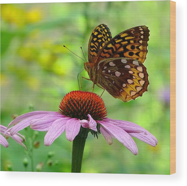 Butterfly On The Flower Wood Print featuring the photograph Butterfly on the flower by Lilia S