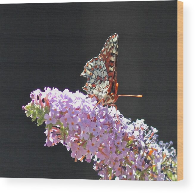 Checkerspot Wood Print featuring the photograph Checkerspot Butterfly by Liz Vernand