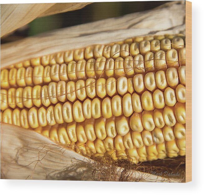  Wood Print featuring the photograph Corn before the Harvest by Mark Dahmke