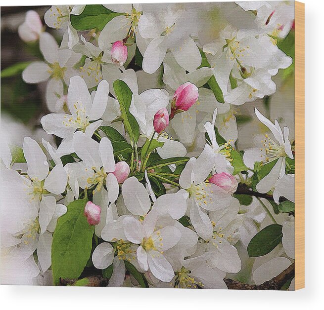 Crabapple Blossoms Wood Print featuring the photograph Crabapple Blossoms 5 - by Julie Weber
