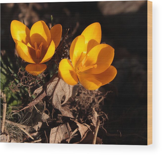 Flowers Wood Print featuring the photograph Crocus 1 by Jean Evans