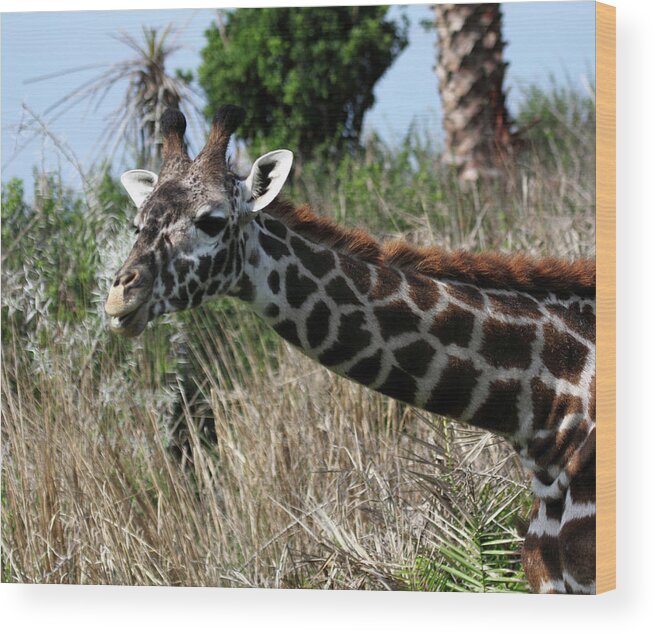 Giraffe Wood Print featuring the photograph Curious Giraffe by Mary Haber